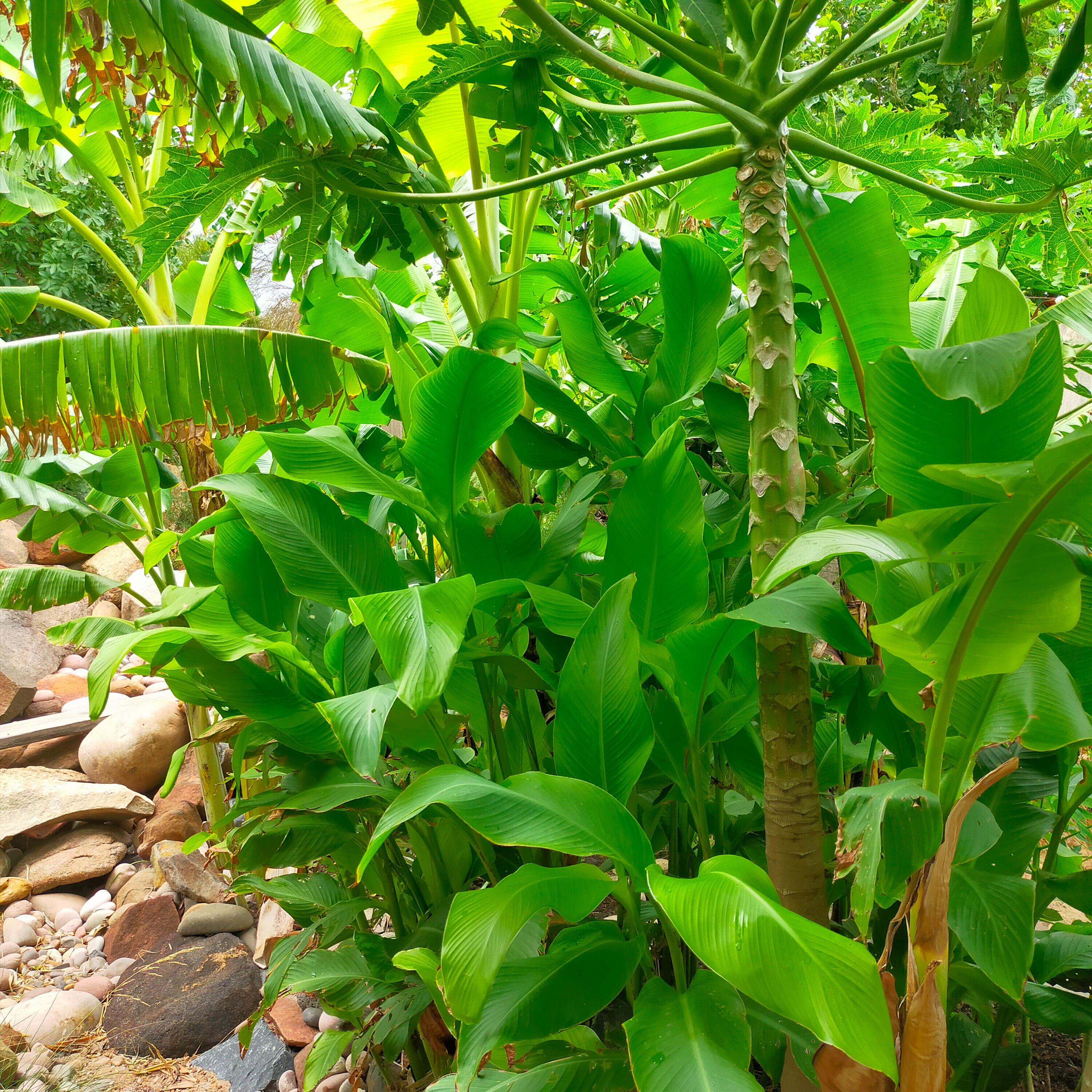 Lush tropical foliage